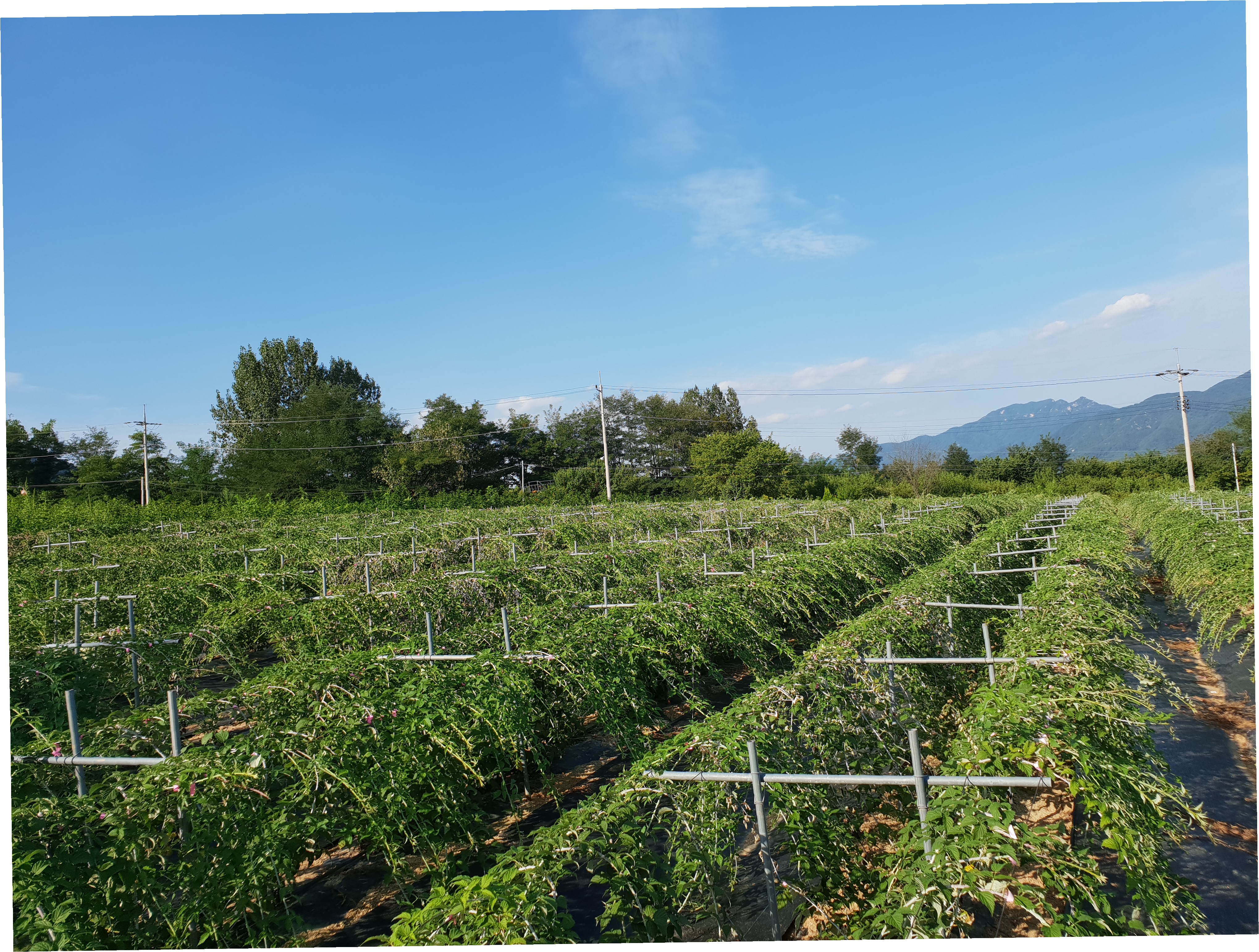 이수미팜베리카페 메뉴