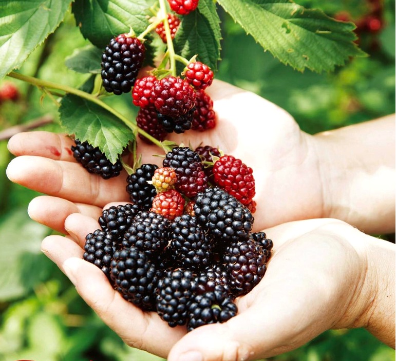 이수미팜베리카페 사진